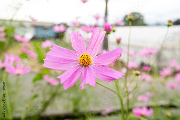 Obraz pink cosmos flower
