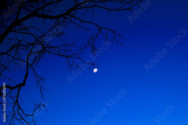 Obraz 夜の街と枯れ枝のシルエット