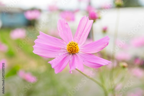 Obraz pink cosmos flower