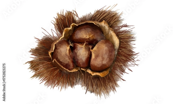 Fototapeta 水彩で描いた栗の絵