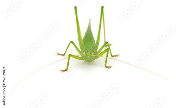 Fototapeta Green katydid insect isolated on white background, front view