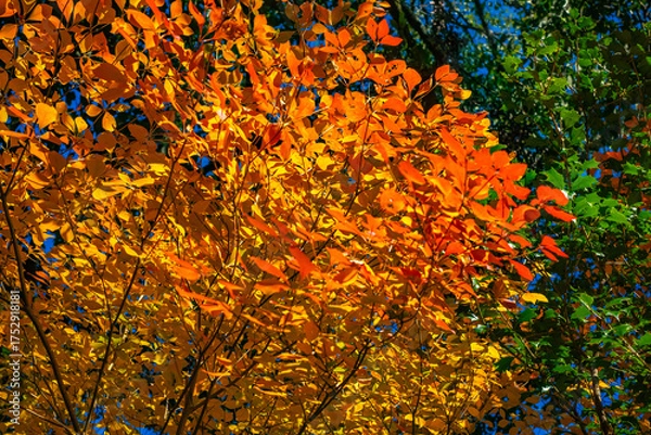 Obraz オレンジ色から赤色_紅葉した葉