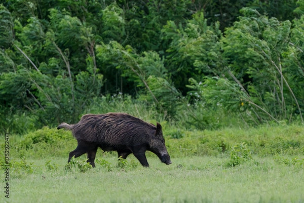 Fototapeta Adult female wild boar (Sus scrofa) or wild swine or wild pig on a field at Isonzo river mouth nature reserve, isola della Cona, Friuli Venezia Giulia, Italy.