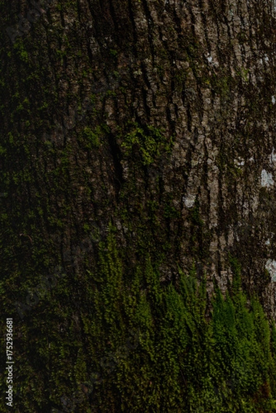 Obraz Green moss on a tree bark. Texture