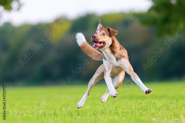 Obraz hybrid dog jumps on a meadow