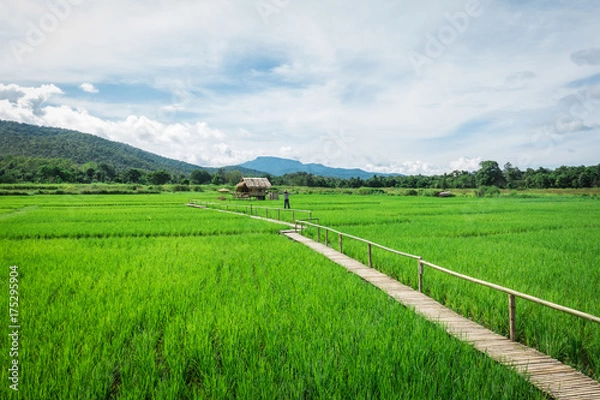 Fototapeta Top view of the rice paddy fields in northern Thailand