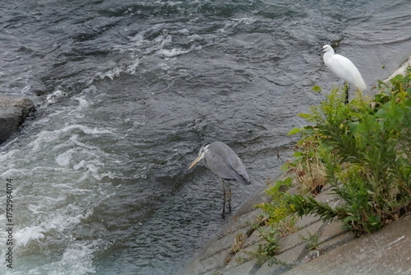 Obraz 魚を狙うアオサギとコサギ