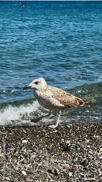 Fototapeta seagull on the beach