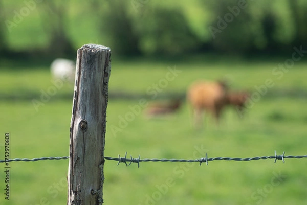 Obraz Clôture en fil de fer barbelé avec vaches en arrière plan - Poteau à gauche