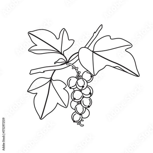 Obraz Black and White Outline Drawing Currant Branch