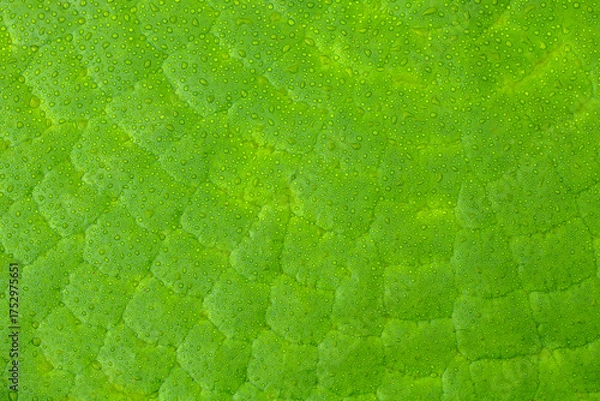 Obraz Green nature leave texture background.