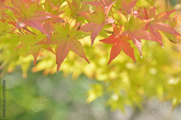 Fototapeta 色づき始めたモミジ

