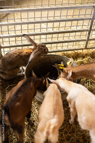 Fototapeta Goatlings and rabbit drinking in pen on farm