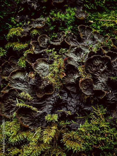 Fototapeta Up-close shot of Tree climacium moss (Climacium dendroides); Green and luscious mossy nature texture and background