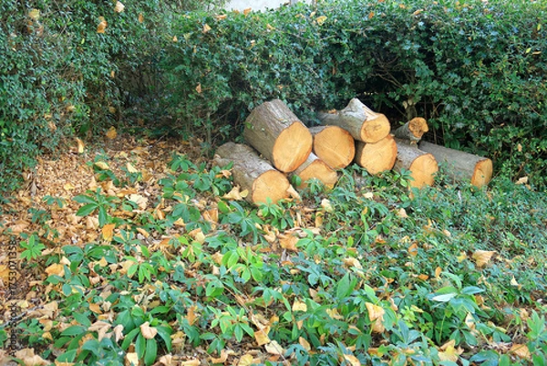 Obraz Offcut tree trunks surrounded by Holly bushes