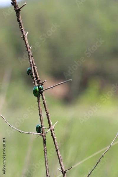 Fototapeta colorful insect