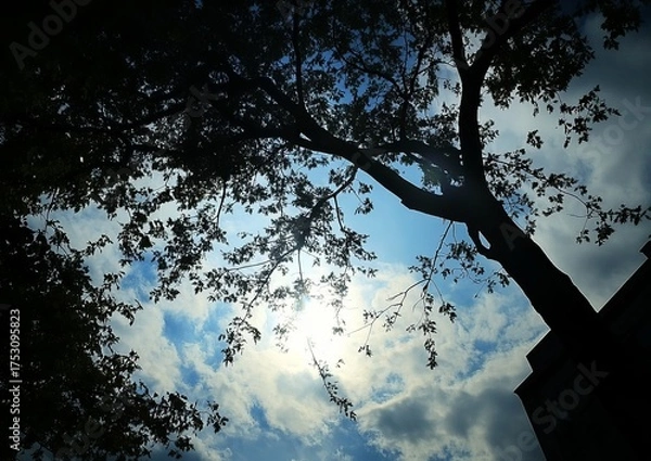 Fototapeta Silhouette of a large tree against a partly cloudy sky. Sunlight peeks through the branches