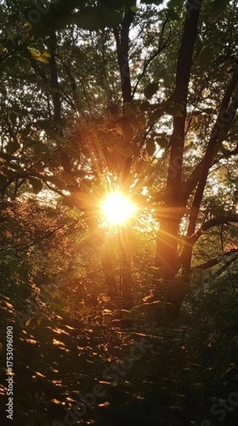 Fototapeta Sunlight streams through a dense forest canopy