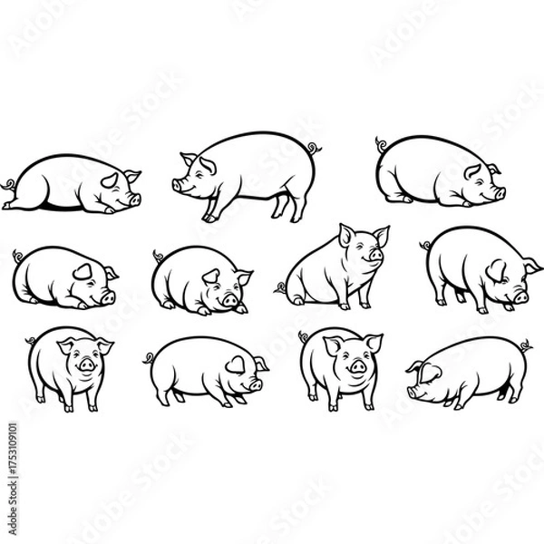 Fototapeta Collection of various pig illustrations in different poses and perspectives.