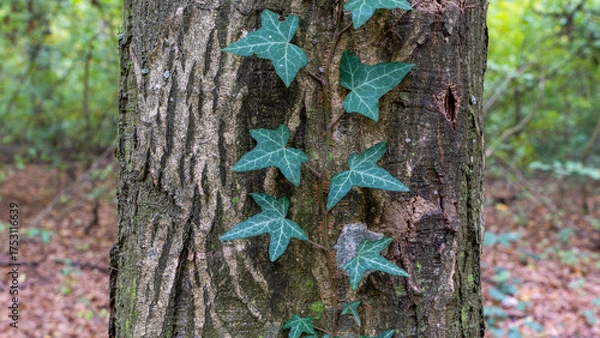 Obraz Old beautiful deciduous tree with green creeper plant leaves on it