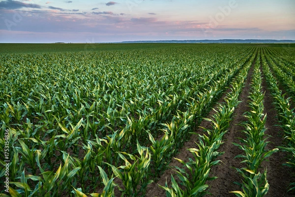 Obraz Young corn plants growing in rows at sunset