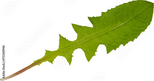 Obraz Green dandelion leaf isolated on white background