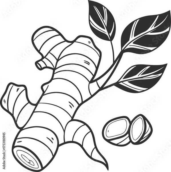 Fototapeta Simple silhouette vector illustration of a ginger root on white background