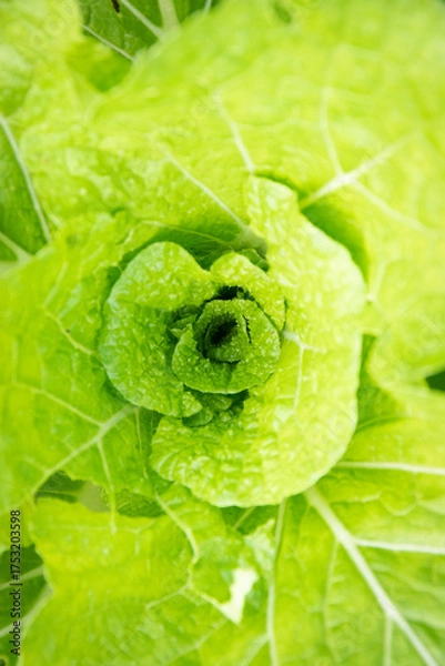 Fototapeta Jeunes feuilles de chou chinois bio vue de dessus