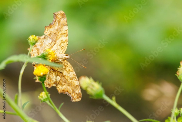 Obraz 花の蜜を吸うタテハ蝶