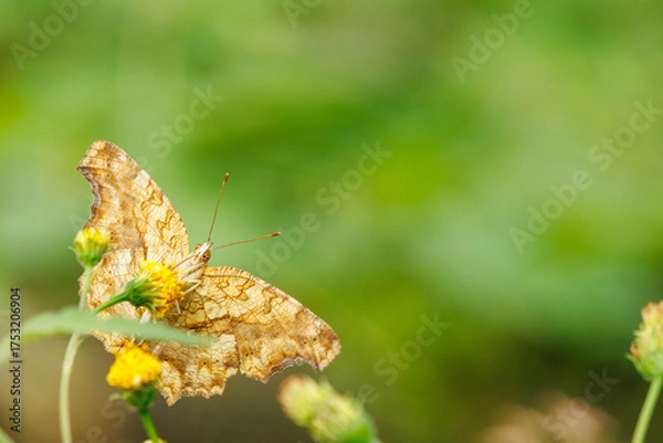 Obraz 花の蜜を吸うタテハ蝶