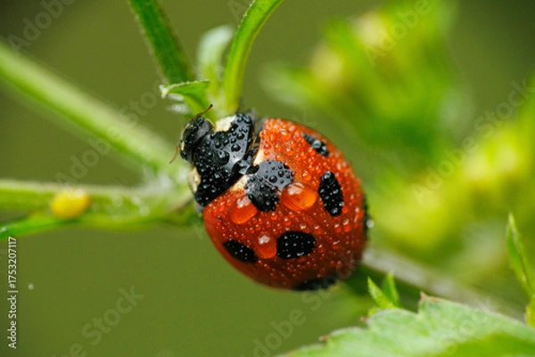 Obraz アブラムシを食べる雨に濡れたテントウムシ