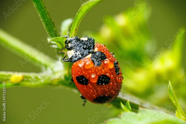Obraz アブラムシを食べる雨に濡れたテントウムシ