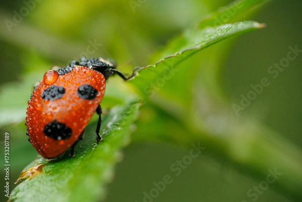 Obraz アブラムシを食べる雨に濡れたテントウムシ