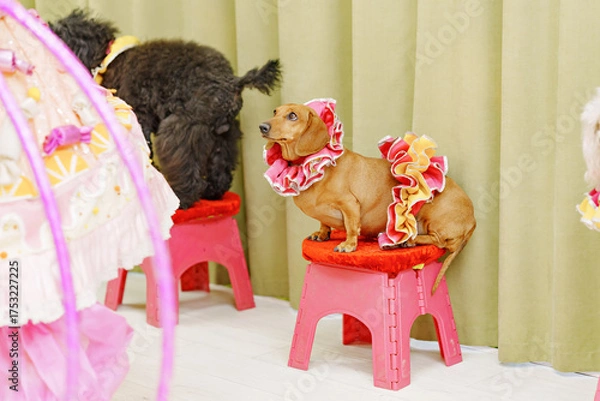 Fototapeta Dogs dressed in colorful costumes sitting on stools during a pet event