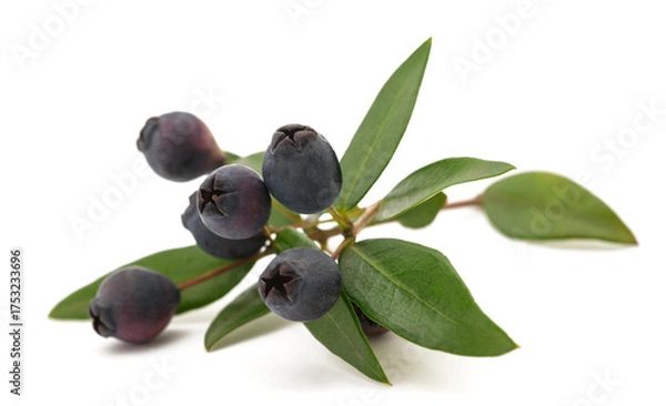 Fototapeta myrtle branch with berries