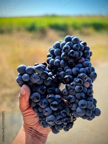 Obraz Eine männliche Hand hebt vor unscharfen Hintergrund zwei Weinreben ins Bild