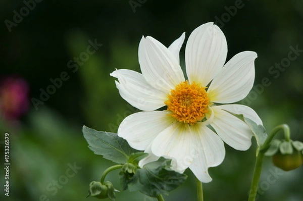 Fototapeta 白いダリア