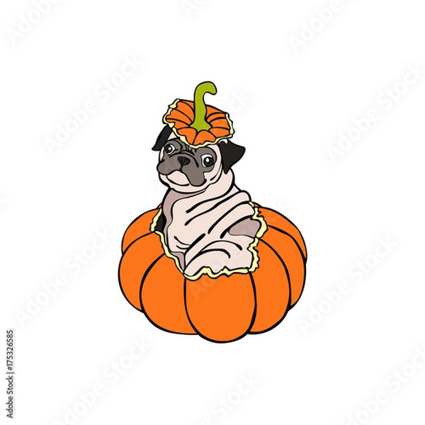 Fototapeta Dog. Puppy Pug. Halloween pumpkin. Isolated vector object on white background.