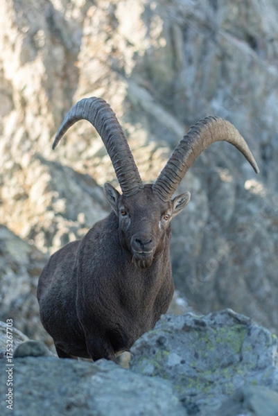 Fototapeta Close-up portrait of a massive male Alpine ibex (Capra ibex) standing against rocky background, Italy. 