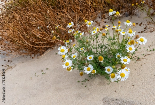 Obraz Gänseblümchen