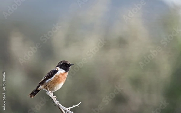 Fototapeta A Common Stonechat - Saxicola rubicola, Crete