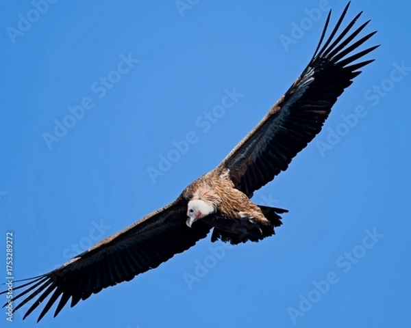 Obraz Griffon Vulture - Gyps fulvus, Crete