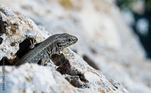 Obraz Cretan Wall Lizard - Podarcis cretensis, Crete