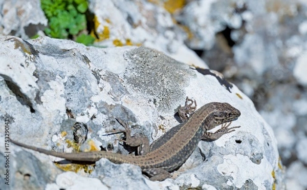 Obraz Cretan Wall Lizard - Podarcis cretensis, Crete