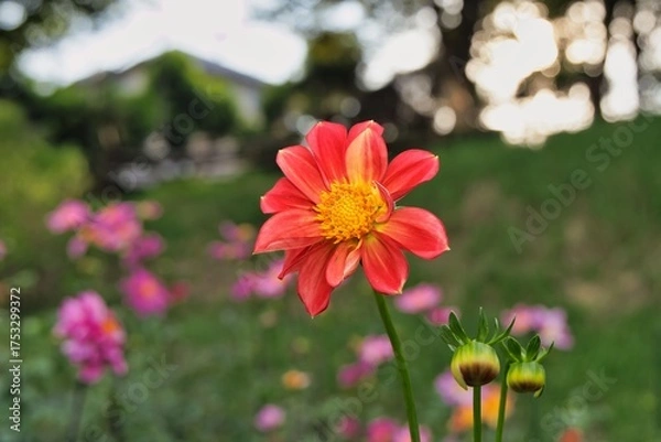 Obraz 赤いダリア