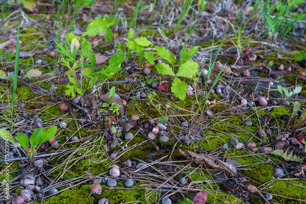 Fototapeta 森の地面に落ちたドングリと苔の風景