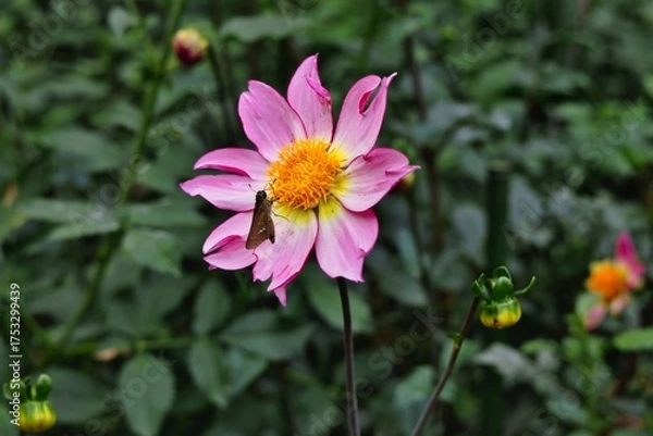 Obraz ピンクのダリア