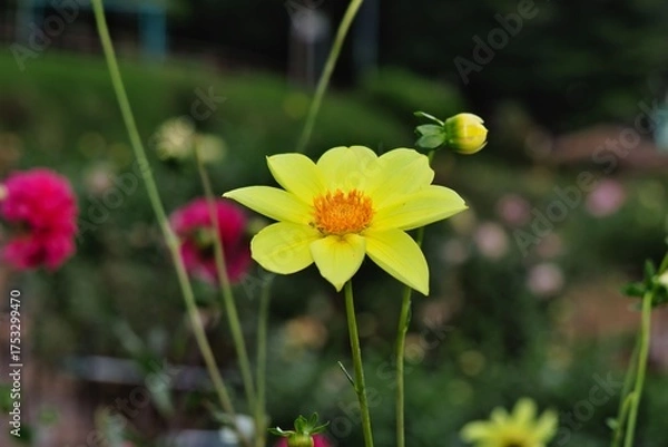 Obraz 黄色いダリア