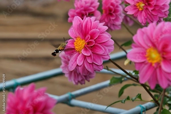 Obraz ピンクのダリア