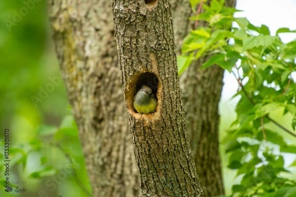 Obraz Bird in tree 1